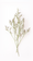 Image to render