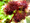 Image to render